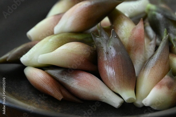 Obraz たくさんの茗荷