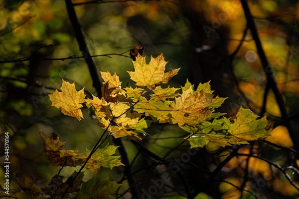 Obraz autumn leaves on a tree