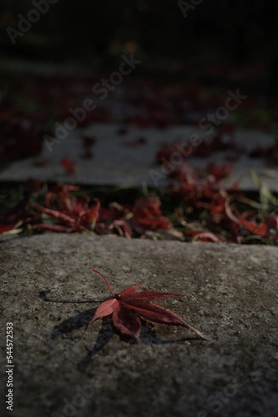 Obraz 落葉したカエデ