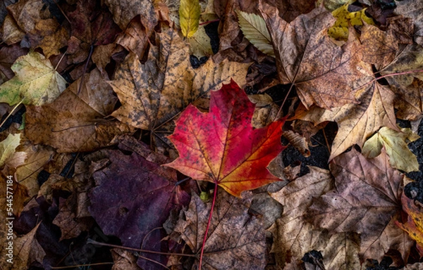 Fototapeta the fallen leaves, winter is coming 