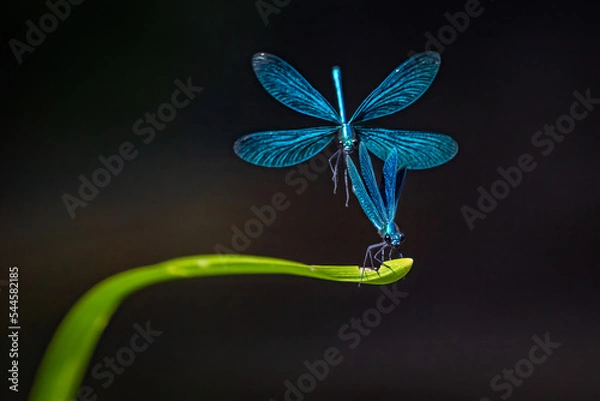 Obraz Two beautiful damselflies landing on a leaf