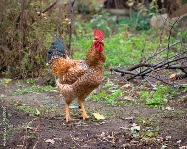 Fototapeta Bird chicken rooster