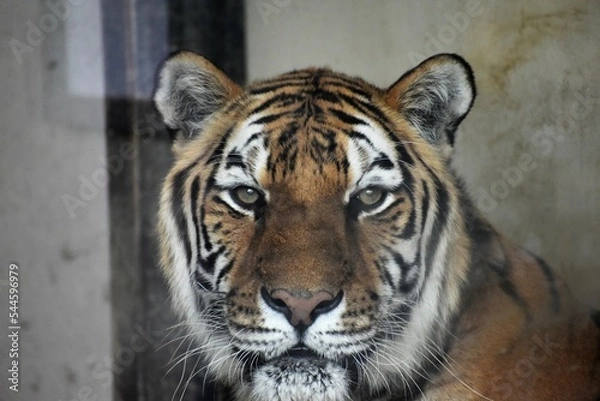 Obraz 動物園のトラ
