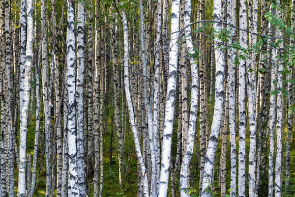 Fototapeta High trunks of birch trees . Birch grove. Leningrad region.