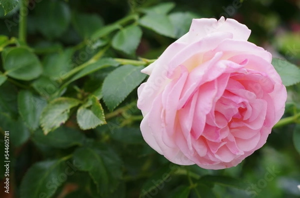 Obraz pink rose in garden