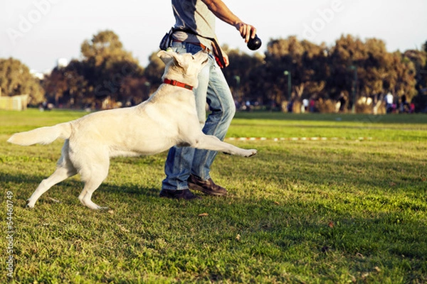 Fototapeta Labrador and Trainer with Dog Chew Toy at Park