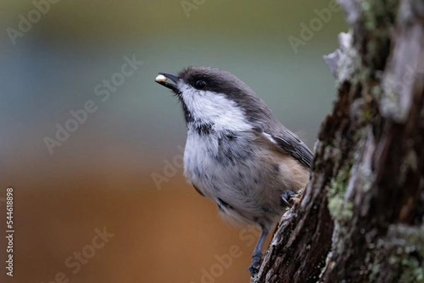 Obraz Siberian tit