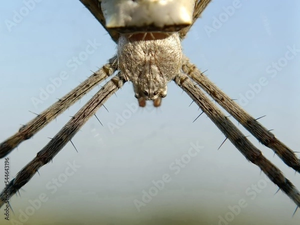 Obraz spider on the fence