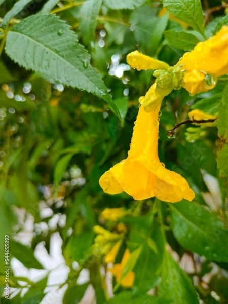 Fototapeta Layout of Yellow flower with leaves and waterdroplets on it