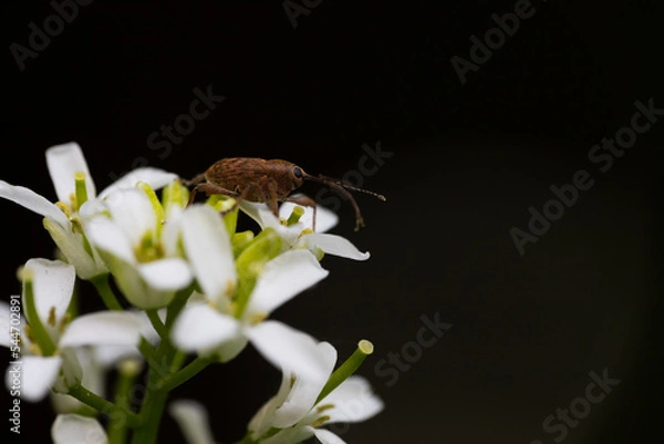 Obraz Insects Weevil Proboscis On The Sheet