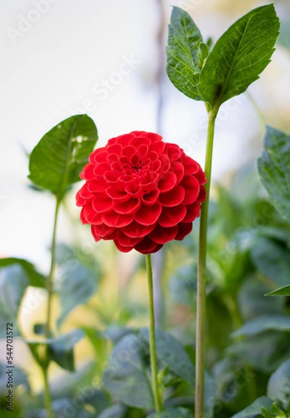 Obraz red facet flower in garden