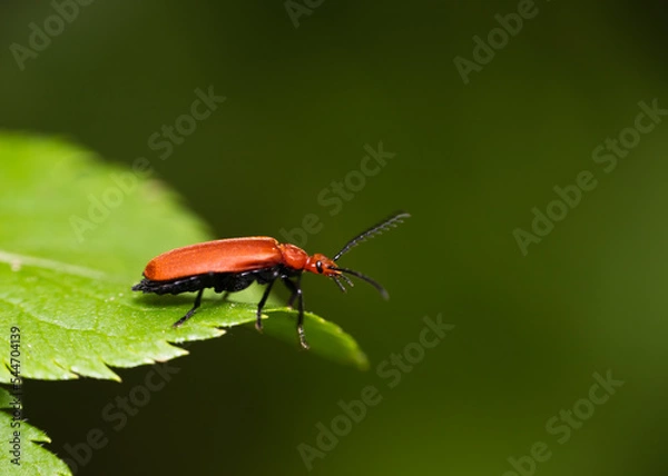 Obraz red fire beetle on tour