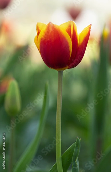 Obraz Yellow Red Fire Tulpi Flower