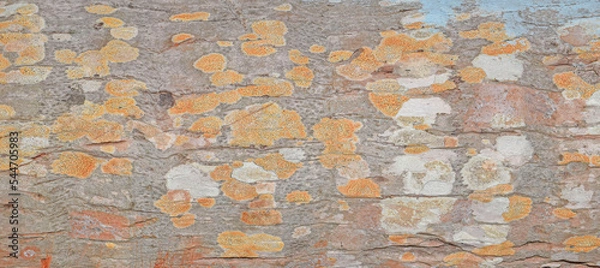 Fototapeta Embossed texture of the brown bark of a tree with green moss and lichen on it. Expanded circular panorama of the bark 