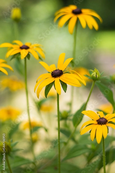 Obraz yellow flower in the garden 