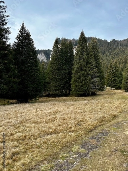Fototapeta path in the mountains