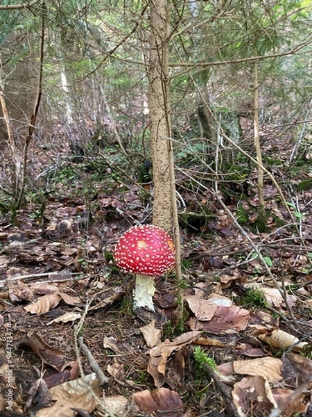 Fototapeta fly mushroom