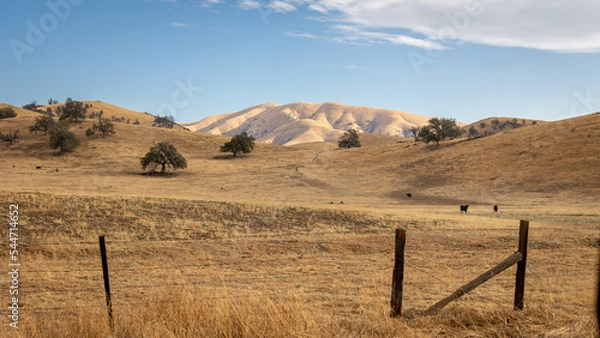 Obraz Parched farmland with yellow gold grass and rolling hills in the late summer of California, USA