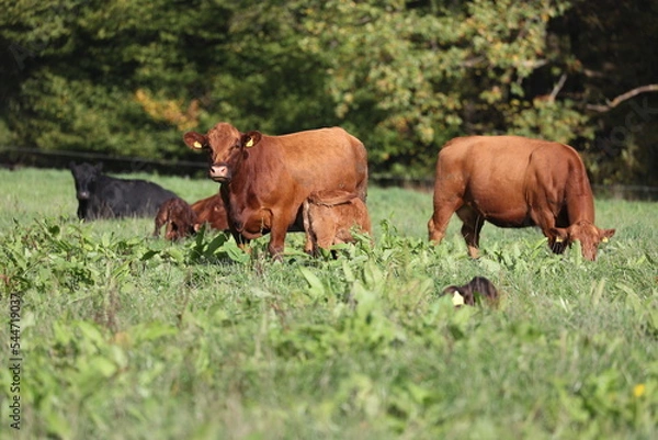 Obraz cute angus calf with mother cow on a meadow with green grass