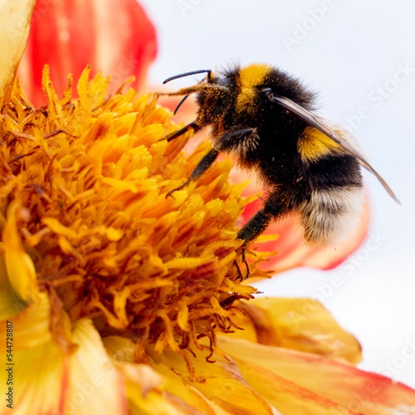 Obraz Bourdon de profil