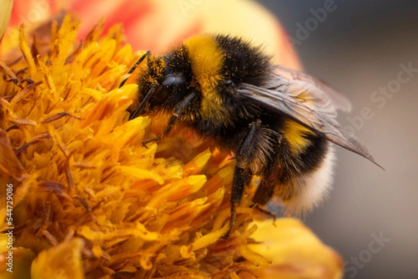 Obraz Bourdon en gros plan sur fleur jaune