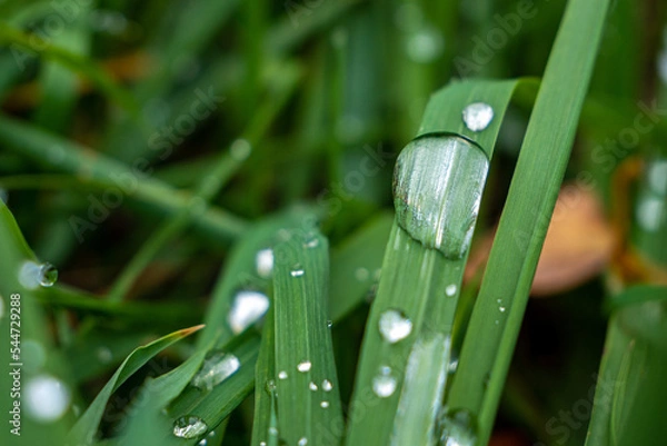 Obraz Rosée sur herbe