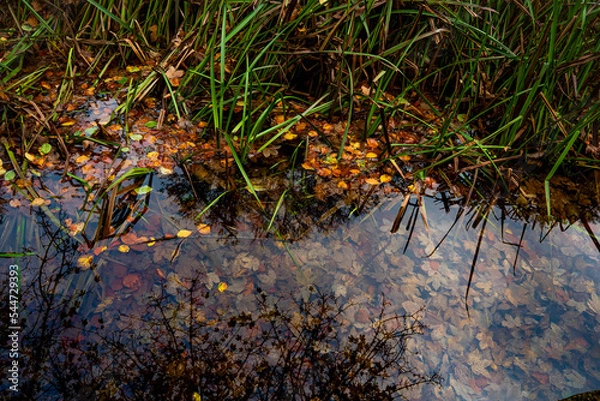 Obraz Végétation au bord de l'eau