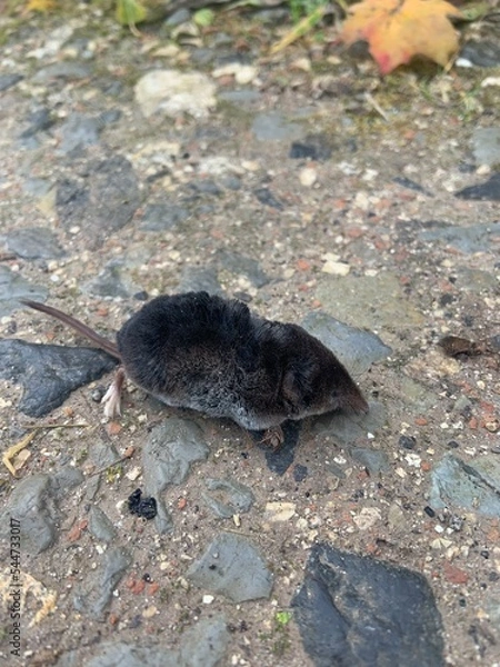 Obraz Mole on the ground, talpa 