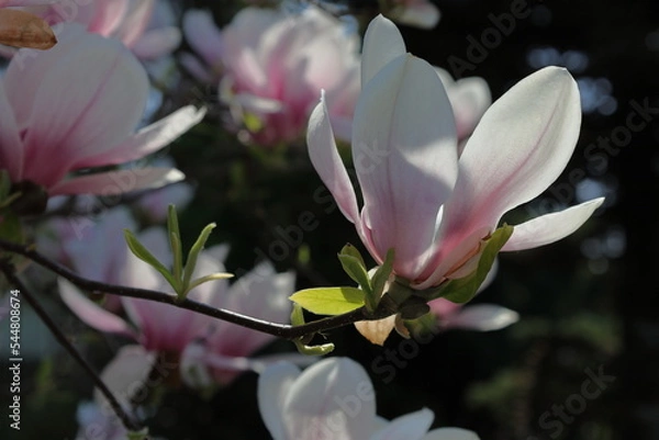 Fototapeta Magnolia flower blooming on the tree close up, on the dark background