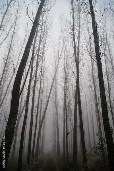 Fototapeta The fog.Silhouettes of trees in the fog.Morning.Dense fog.Almost invisible.Misty autumn morning.