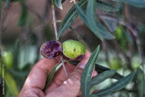 Fototapeta collecting Olive hanging from the tree with hand 