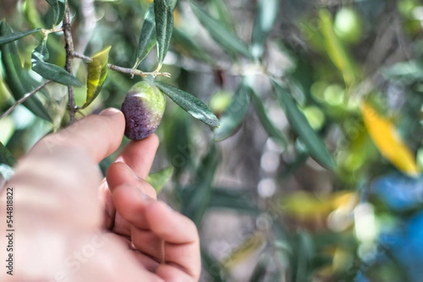 Fototapeta collecting Olive hanging from the tree with hand 