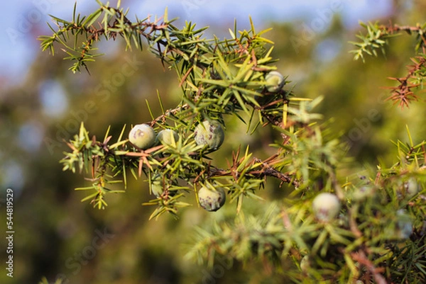 Fototapeta juniper berries on the tree