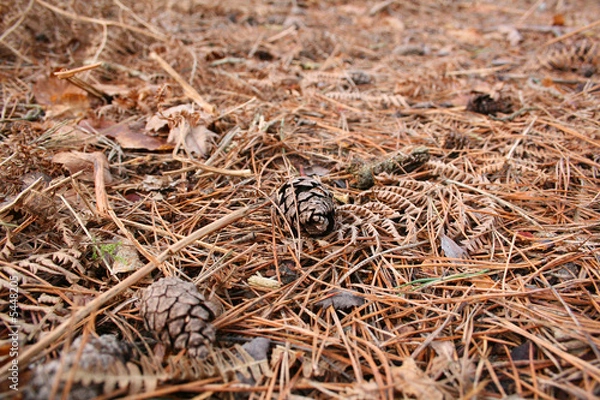 Obraz Forest undergrowth