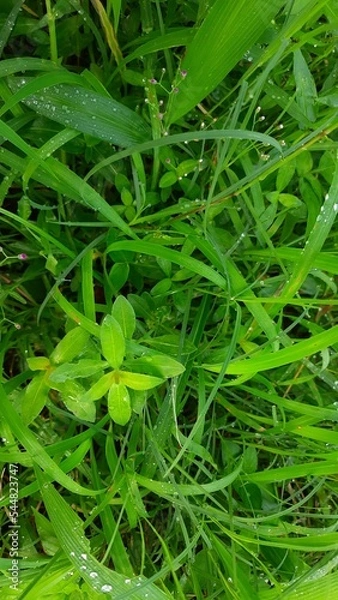 Obraz green grass with dew drops