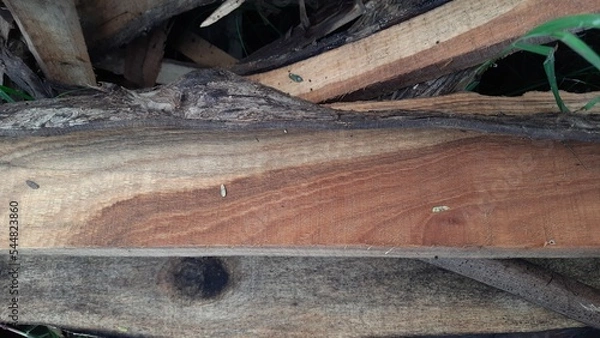 Obraz fish in the water