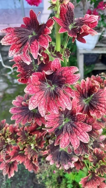 Obraz red flowers in garden