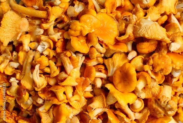 Fototapeta chanterelle mushrooms on the entire frame