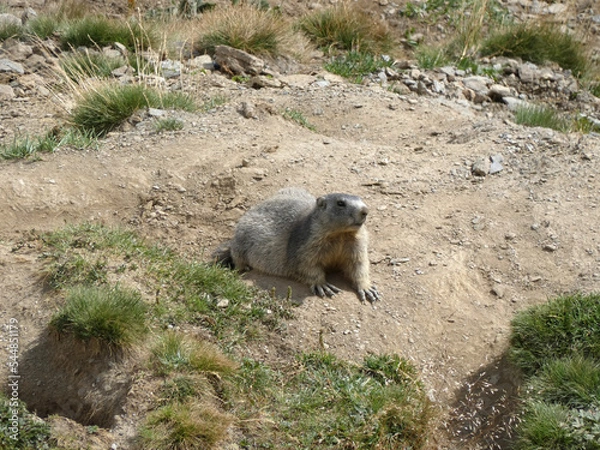Obraz Marmotte se chauffant autour de son terrier
