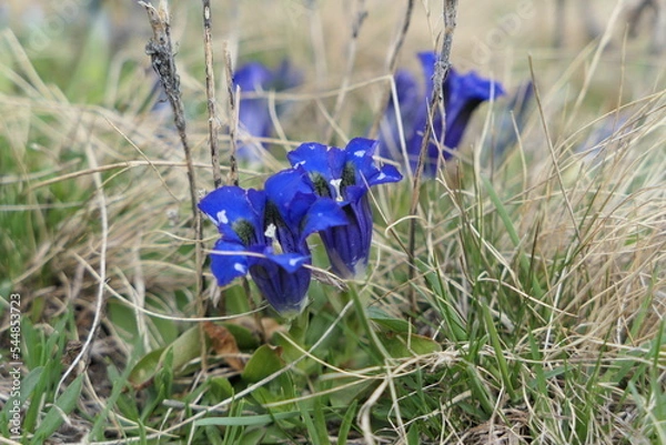 Obraz Gentiane acaule