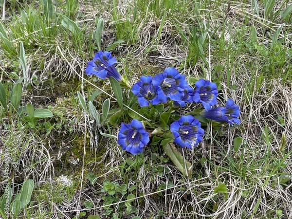 Obraz Gentiane acaule