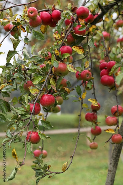 Obraz Delicious ripe red apples on tree in garden