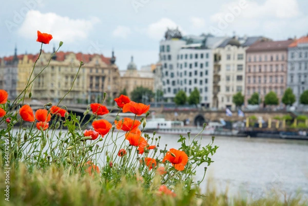 Fototapeta In the summer, on a sunny day, poppies bloom near the embankment in Prague.