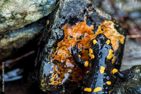 Obraz Fire salamander on a stone
