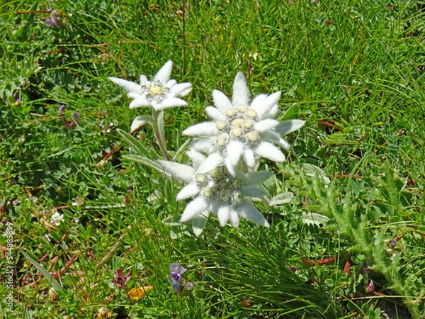 Obraz Edelweiss
