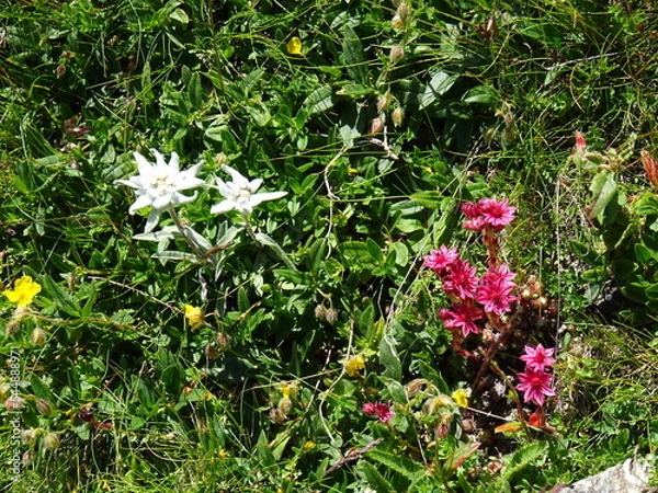 Obraz Edelweiss et joubarbes