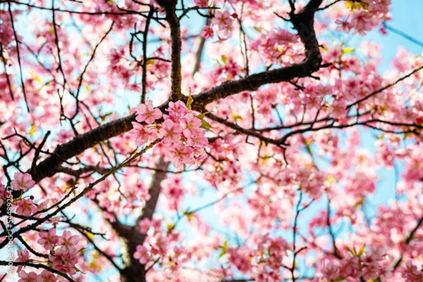 Fototapeta やわらかい光と満開の河津桜