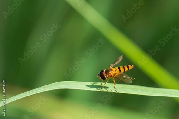 Obraz Beautiful spring nature background with bee and flowers in forest. Beautiful wildlife in nature.