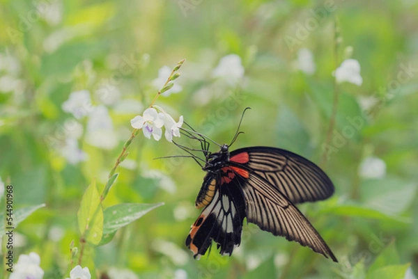 Obraz Beautiful spring nature background with butterfly and flowers in forest. Beautiful wildlife in nature.