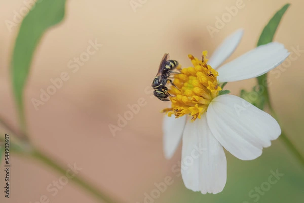 Obraz Beautiful spring nature background with bee and flowers in forest. Beautiful wildlife in nature.
